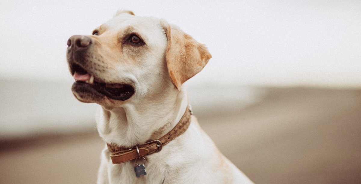 médaille gravée pour chien